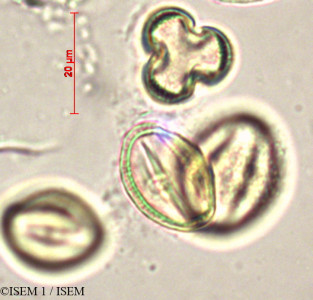 Maerua crassifolia - lame n° 19847